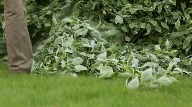 Bahçıvan kırpılmış yaprakları tırmıkla temizler.