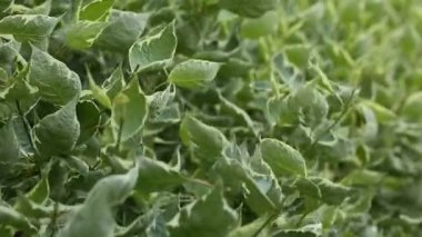 Elektrikli makas bush hem de çok alacalı dern, bahçesinde bahçıvan keser