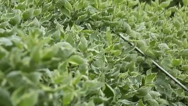 Jardineiro corta arbusto de tesoura elétrica no jardim de dern variegated — Vídeo de Stock