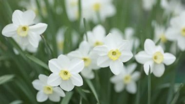 Beyaz nergis. Bahçede gün ışığına ile gelişen çiçek bahar.