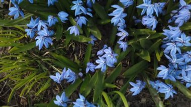 Bahçede Mavi Scilla çiçekleri. İlk bahar çiçekleri güneşli bir günde rüzgarda sallanıyor