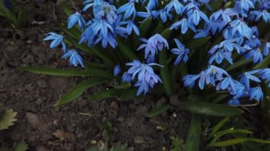 Bahçede Mavi Scilla çiçekleri. İlk bahar çiçekleri güneşli bir günde rüzgarda sallanıyor