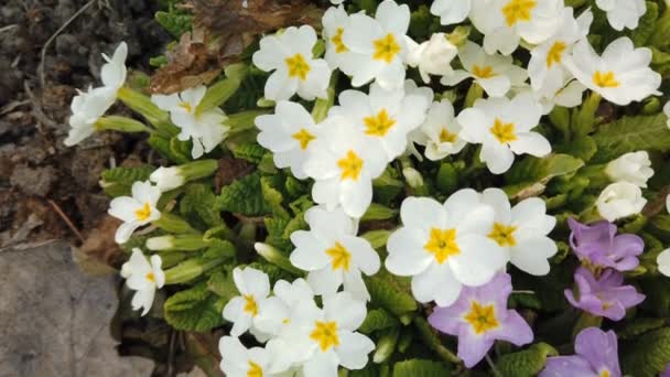 Filmación de hermosas flores de colores florecen en el jardín de primavera. Flores decorativas de colores florecen en primavera — Vídeos de Stock