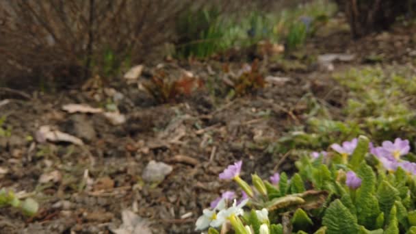 Beelden van prachtige kleurrijke bloemen bloeien in de lente tuin. Decoratieve kleurrijke bloemen bloesem in de lente — Stockvideo