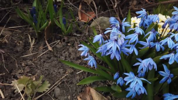 Fiori di Scilla Blu in giardino. I primi fiori primaverili dondolano nel vento nella giornata di sole — Video Stock