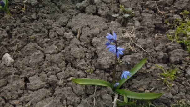 Blue Scilla kwiaty w ogrodzie. Pierwsze wiosenne kwiaty huśtawka w wiatr w słoneczny dzień — Wideo stockowe