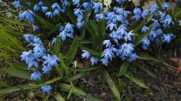 Blauwe bloem in de tuin klap door de wind — Stockvideo