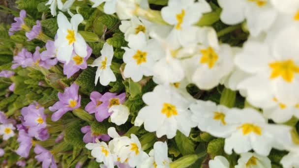 Aufnahmen von schönen bunten Blumen blühen im Frühlingsgarten. Dekorative bunte Blumen blühen im Frühling — Stockvideo