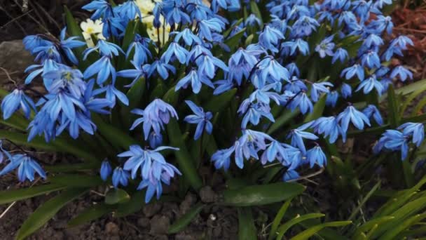 Blå Scilla blommor i trädgården. Första vårblommor Swing i vinden på solig dag — Stockvideo