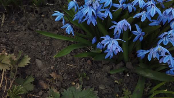 Blaue Blume im Garten vom Wind verweht — Stockvideo