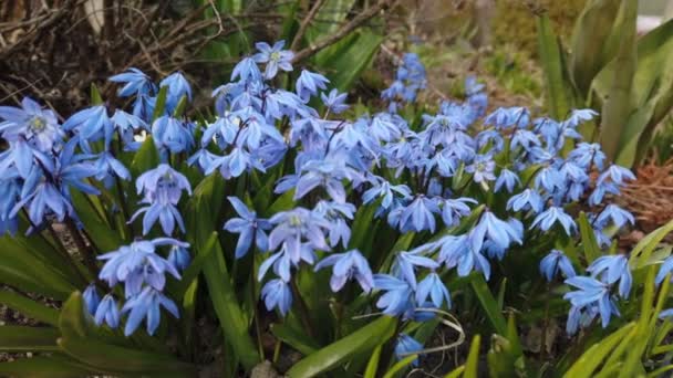 Blaue Blume im Garten vom Wind verweht — Stockvideo