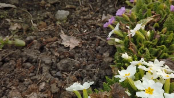 Beelden van prachtige kleurrijke bloemen bloeien in de lente tuin. Decoratieve kleurrijke bloemen bloesem in de lente — Stockvideo