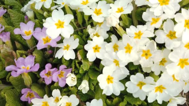 Beelden van prachtige kleurrijke bloemen bloeien in de lente tuin. Decoratieve kleurrijke bloemen bloesem in de lente — Stockvideo