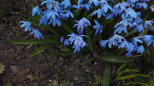 Блакитна квітка в саду дує вітром — стокове відео