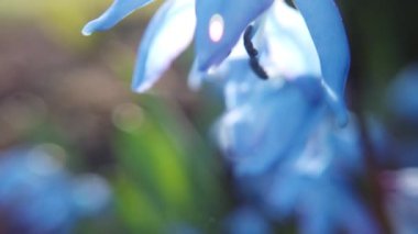 Bahçede Mavi Scilla çiçekleri. İlk bahar çiçekleri güneşli bir günde rüzgarda sallanıyor