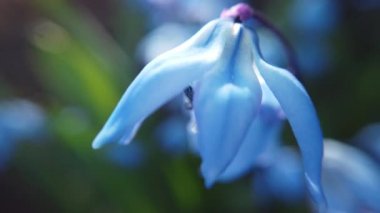 Bahçedeki mavi çiçek rüzgarla esti