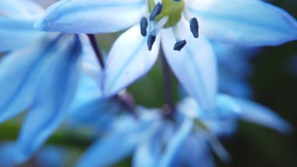 Blue Scilla flowers in garden. First spring flowers swing in wind on sunny day — Stock Video