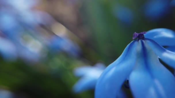 Flores de Scilla azul en el jardín. Primeras flores de primavera oscilan en el viento en el día soleado — Vídeo de stock