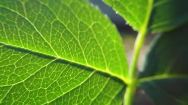 Yarı saydam gül yaprağı