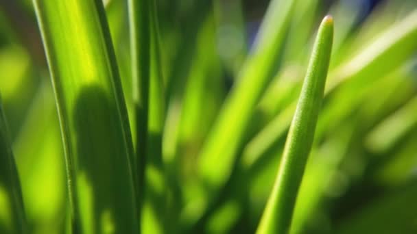 Herbe fraîche près des rayons du soleil 