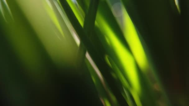 Frisches Gras hautnah auf Sonnenstrahlen — Stockvideo