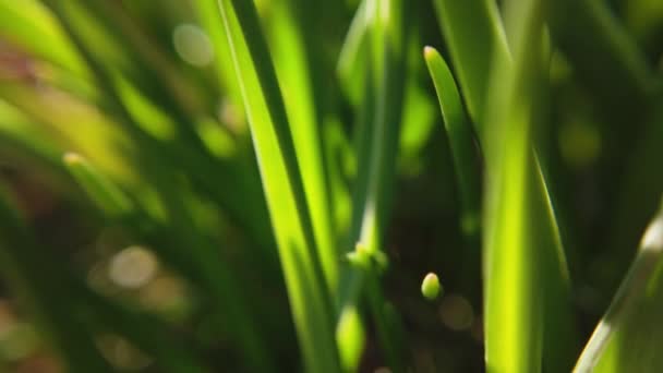 Hierba fresca cerca de los rayos del sol — Vídeos de Stock