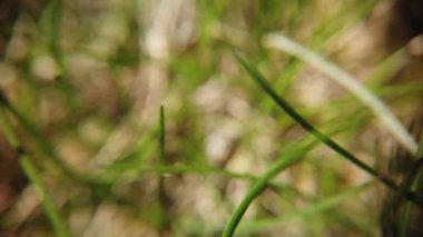 Kış tan sonra bozulmuş çimenlik