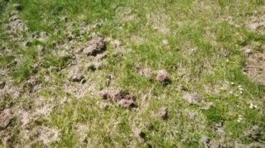 Kış tan sonra bozulmuş çimenlik