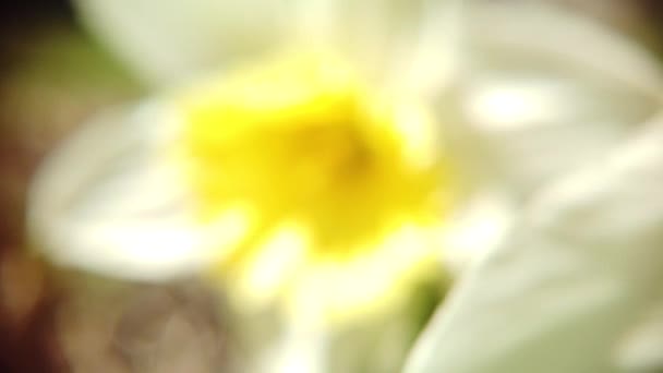 Narcissen bloeien in het voorjaar — Stockvideo