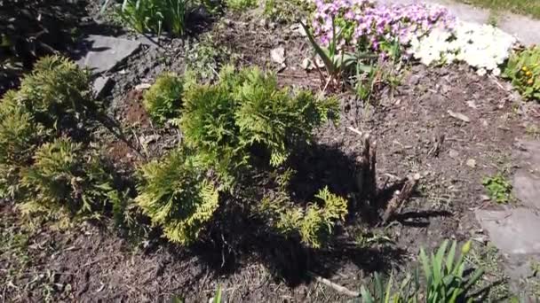 Blå Scilla blommor i trädgården. Första vårblommor Swing i vinden på solig dag — Stockvideo