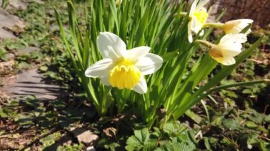 Nergisler ilkbaharda çiçek açar