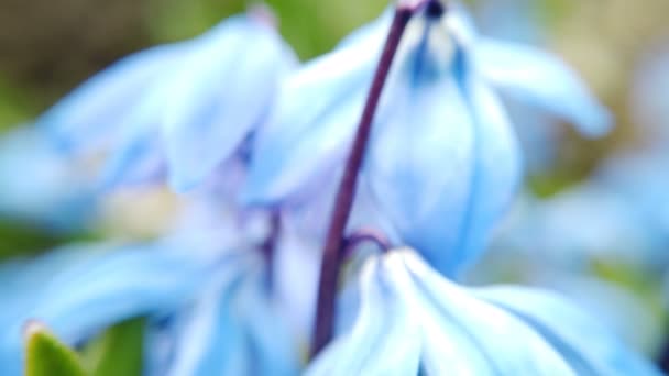 Veld met blauwe bloemen Scylla — Stockvideo