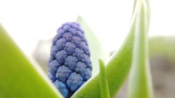 Filmagem de belas flores azuis Muscari florescer no jardim da primavera — Vídeo de Stock