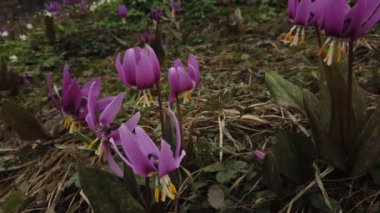 Köpek dişi menekşe. Eritonyum japonicum
