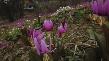 Köpek dişi menekşe. Eritonyum japonicum