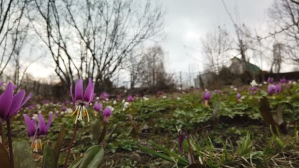 Violeta diente de perro. Erythronium japonicum — Vídeos de Stock