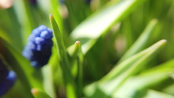 Filmagem de belas flores de jacinto de uva de amido azul florescem no jardim da primavera — Vídeo de Stock