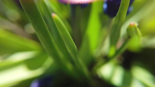 봄 정원에서 피는 아름다운 푸른 전분 포도 히아신스 꽃의 영상 — 비디오
