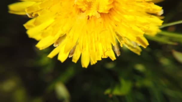 Os dentes-de-leão amarelos no prado verde na primavera. Belas flores de dente-de-leão amarelas — Vídeo de Stock