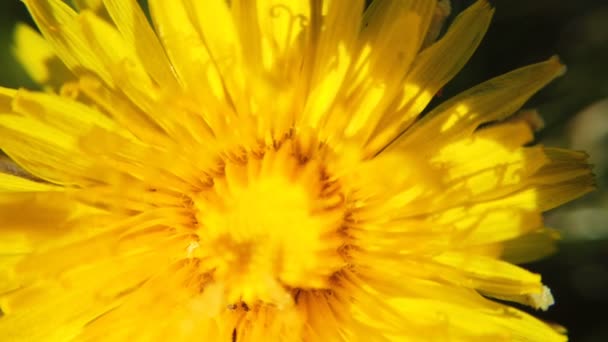 Paardebloemen zwaaiend in de wind — Stockvideo