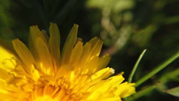 Denti di leone ondeggianti nel vento — Video Stock