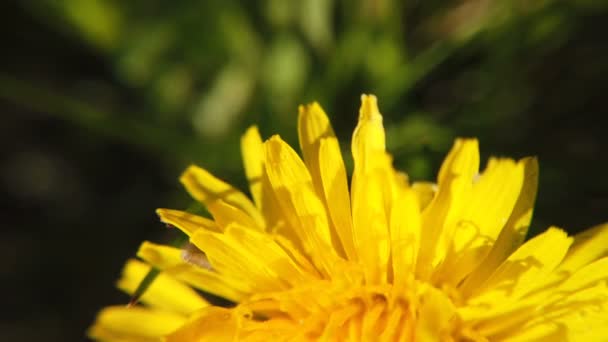 Paardebloemen zwaaiend in de wind — Stockvideo