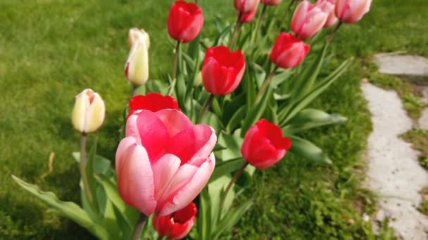 Fiori di tulipani colpiti dal vento. Tulipani con bellissimo sfondo bouquet — Video Stock