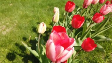 Laleçiçekleri rüzgarın çarptığı çiçekler. Güzel buket arka plan ile Laleler