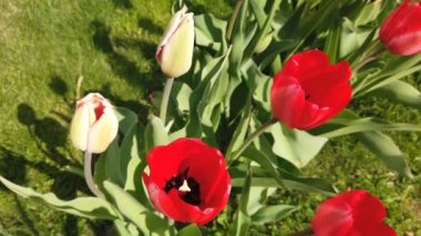 Laleçiçekleri rüzgarın çarptığı çiçekler. Güzel buket arka plan ile Laleler