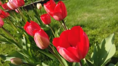 Laleçiçekleri rüzgarın çarptığı çiçekler. Güzel buket arka plan ile Laleler