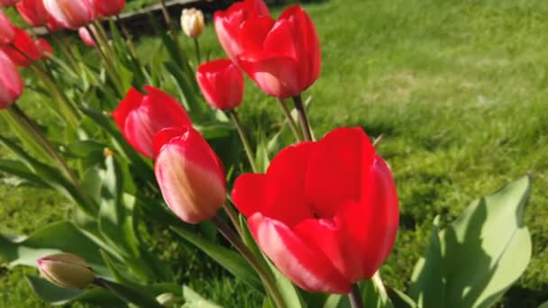 Tulpen bloemen geraakt door de wind. Tulpen met prachtige boeket achtergrond — Stockvideo