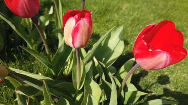 A szél által sújtott tulipánok virágai. Tulipánok gyönyörű csokor háttérrel — Stock videók