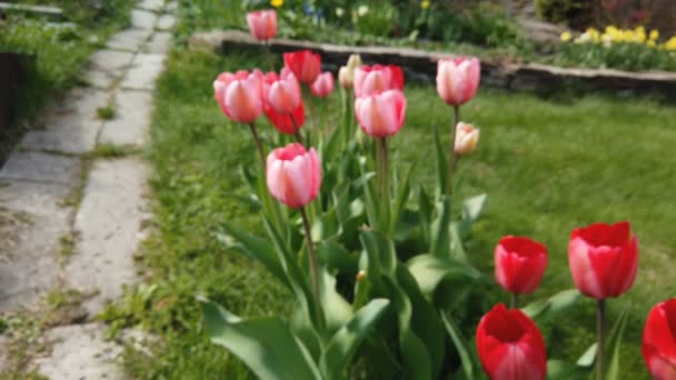 Tulipany kwiatów dotkniętych wiatrem. Tulipany z pięknym tle bukiet — Wideo stockowe
