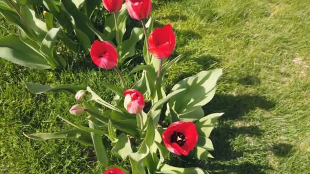 Tulipány květiny zasažením větrem. Tulipány s nádherným kyticí pozadím — Stock video